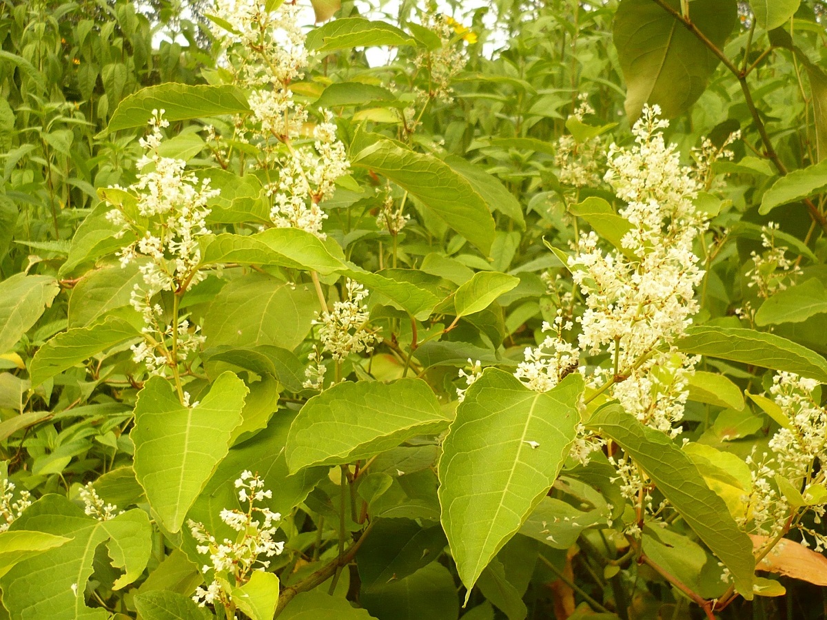 Reynoutria x bohemica (Polygonaceae)